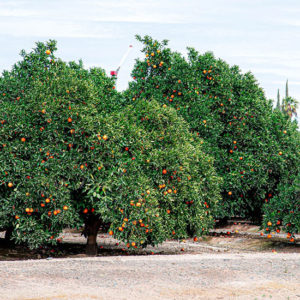 A citrus grove in Arcadia, FL